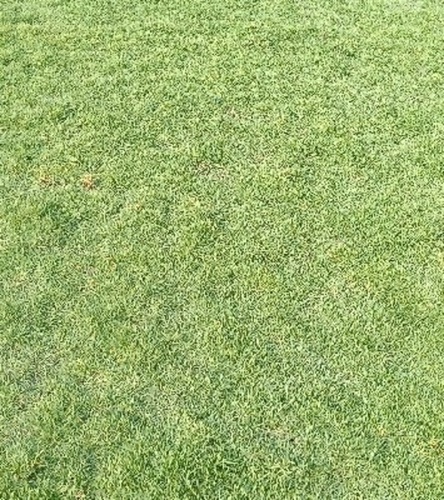 Bermuda Natural Grass