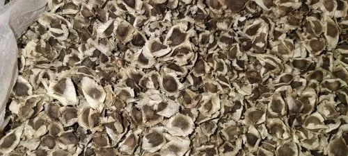 Drumstick Moringa Seeds - 1kg Packet | 100% Purity, Organic & Natural, Brown Color, 12 Months Shelf Life