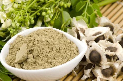 Moringa Seed Kernel Powder