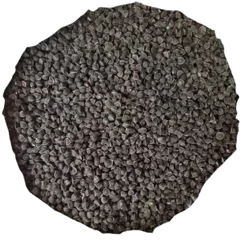 Moringa Seed Wingless (Bulk)