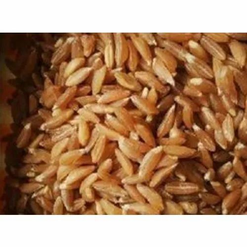 Organic Khapli Wheat Seed - 1 Kilogram Packet, Red Color, 100% Purity, Organic and Natural Quality, 12 Months Shelf Life