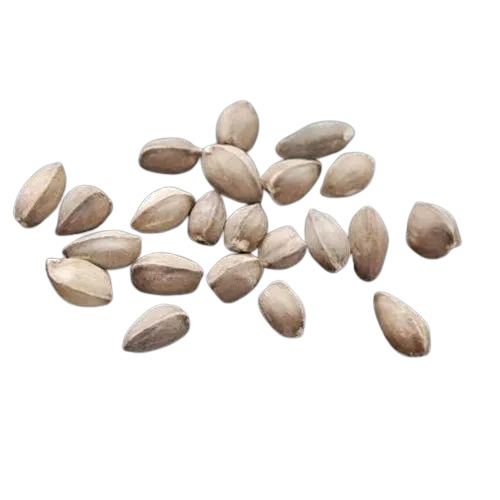 Pkm1 Moringa Seeds