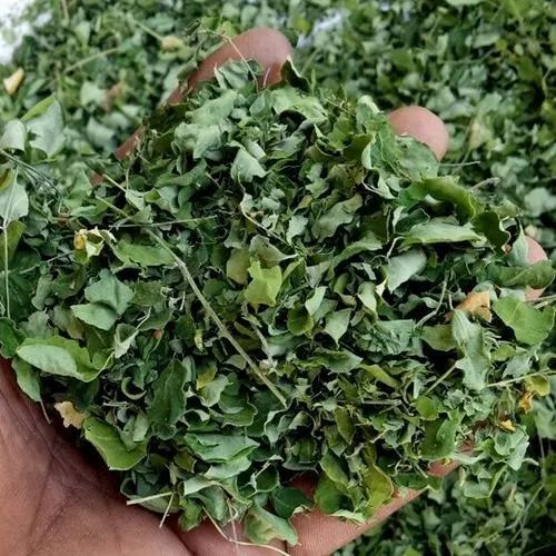 Moringa Dry Leaf