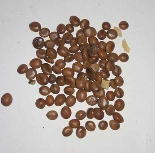 Cassiaa Nodosa Seed  - Admixture (%): 5