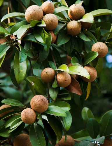 Chikoo Fruit - Color: Brown