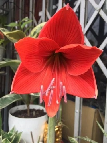 Amaryllis Lily Bulbs - Red Flowering Plant Natural Botanical Well Drained Soil Full Sun Exposure Summer Bloom | Ideal for Gardens