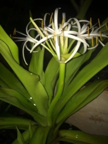 Crinum Spider Lilly Bulbs - White Flowering Plant Natural Botanical Type Full Sun Exposure Well-Drained Soil All-Season Bloom | Ideal for Gardens