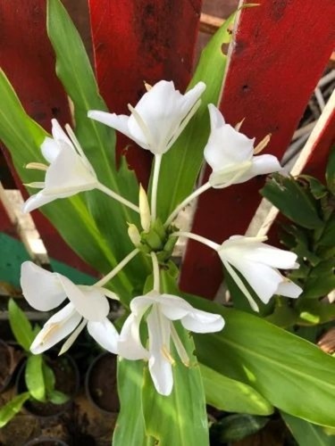 Hedychium Coronarium - Perennial White Flowering Plant | Aromatherapy Use, Well-Drained Soil, Full Sun Exposure, Zingiberaceae Variety