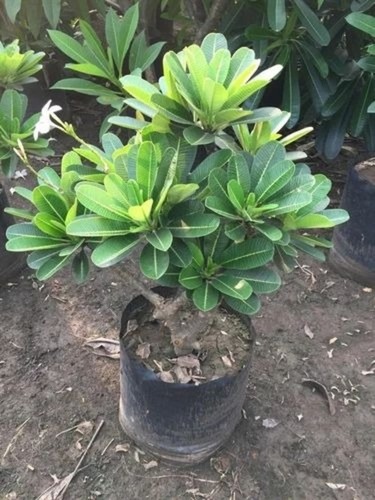 Plumeria Alba Plant