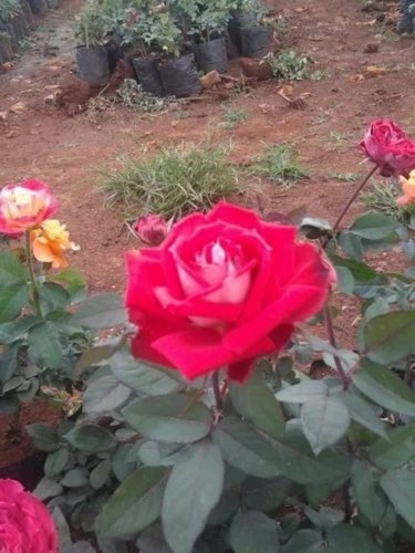 Rose Flower - Box Size | Colorful Variety for Decorative Purposes, Elegant Red Blooms Ideal for Floral Arrangements and Events