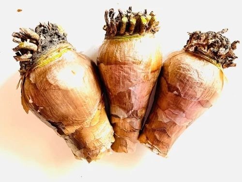 Spider Lilly Flower Plant Bulbs - Warm White, Flower Type Lily | Ideal for Landscape Design, Beautiful Flowering Variety