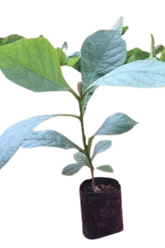 Tissue Culture Plants - Burma Teak, 12-15 Inches Height | Green Leaves, Tectona Variety, Suitable for Home, Business & Farmers Use