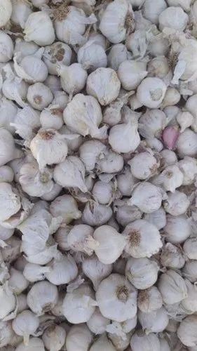 A Grade Fresh Garlic - 40+mm Size A Grade Quality | Chopped Processing Common Shape Cooked Style