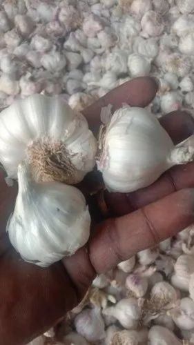 Fresh Garlic - A Grade, 40+mm Size | Chopped Style, Common Shape, Loose Packaging, Storage Temperature 30 to 32 Deg F, Fat 0.04 g