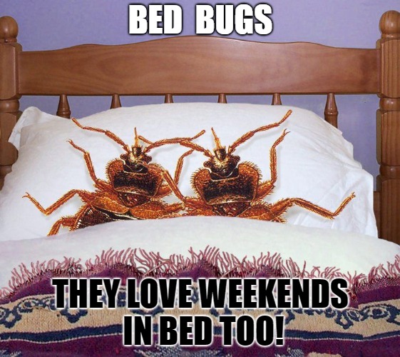 Bed Bugs Control Mumbai