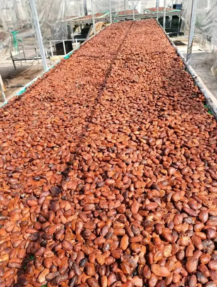 Cocoa Beans 