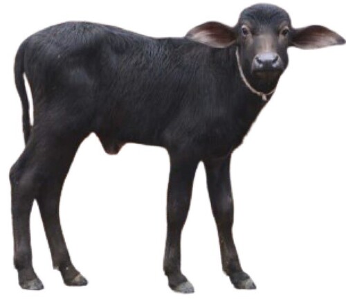 बफैलो बछड़ा