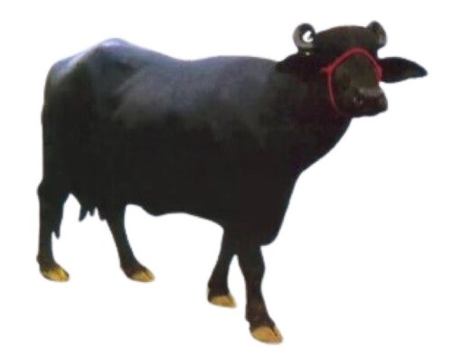 Dairy Murrah Buffalo