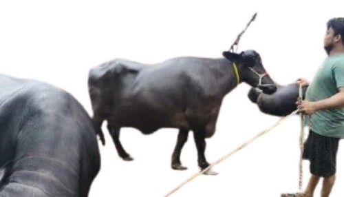 Jafarabadi Buffalo