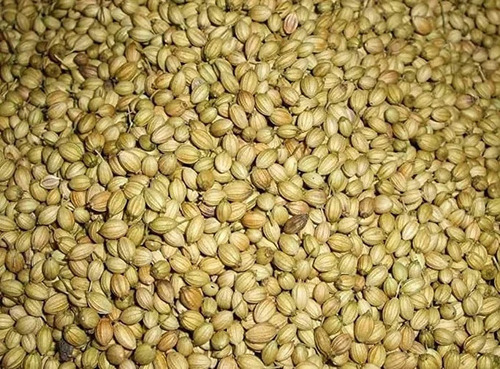 Organic Coriander