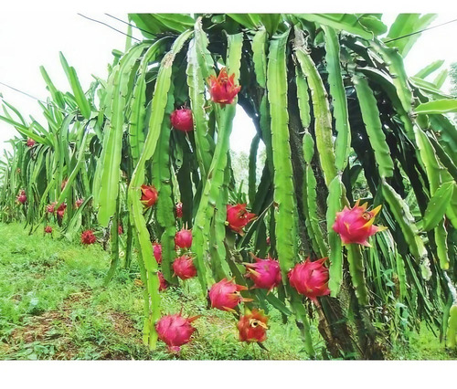 Dragon Fruit Plant