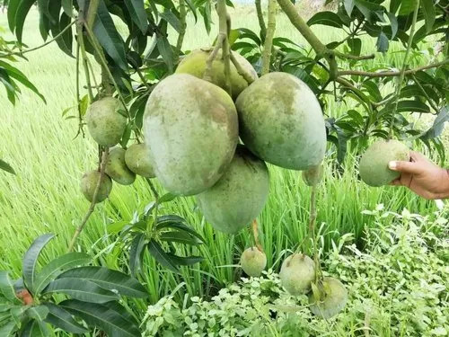 Kasar Mango Plant