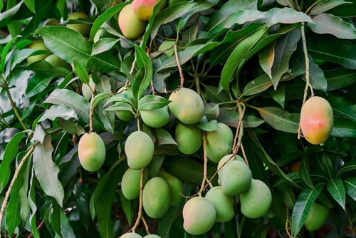 mango plant