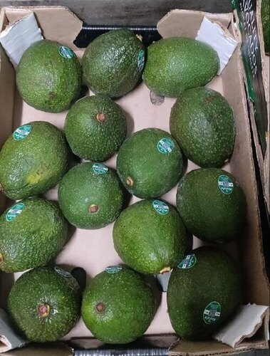 Avocado Fruit - Color: Green