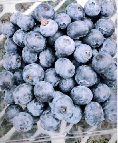 Blueberry Fruit - Color: Dark Blue