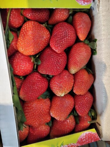 Strawberry Fruit