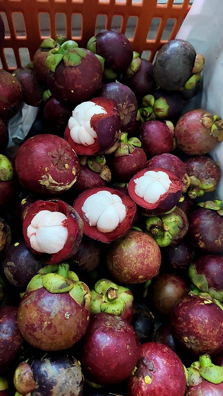 Thailand Mangosteen