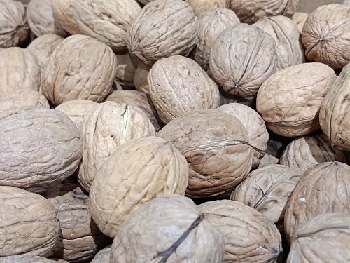 Organic Walnut With Shell - 100% Pure, Very Good Quality | Natural Dried, Brown Color, Grade A, Health Benefits, 1 Year Shelf Life