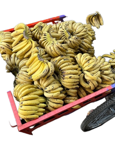 Fresh Banana - Firm Flesh, Yellow Color | Fresh Aroma, High Energy, Rich Potassium, Smooth Skin