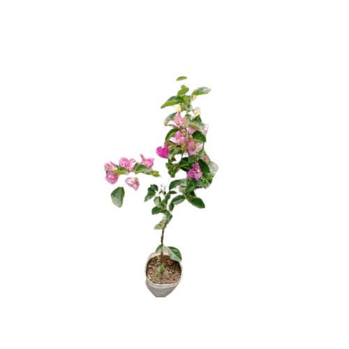 Garden Flower Plant