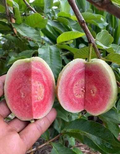  guava plant