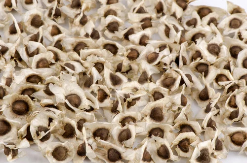 Moringa Seeds - Organic Vegetable Seeds, 50g Weight, 100% Purity, 6-Month Shelf Life, FSSAI Certified, Good Quality, Bag Packaging