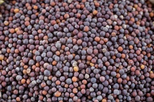 Mustard Black Seeds