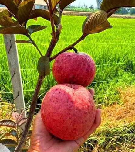 Black Guava Plant - Breed: All