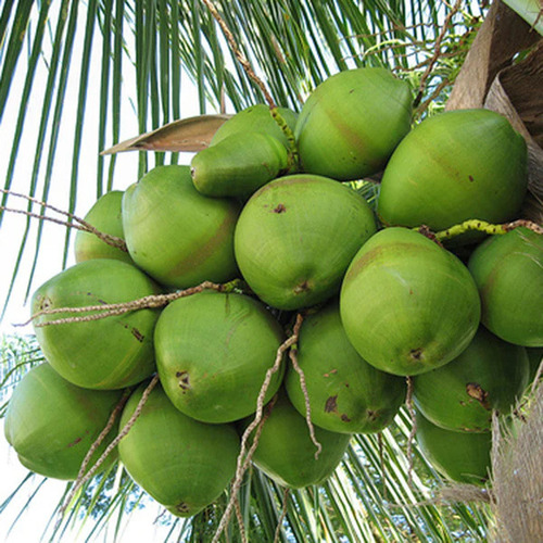 Green Coconut - Cultivation Type: Organic