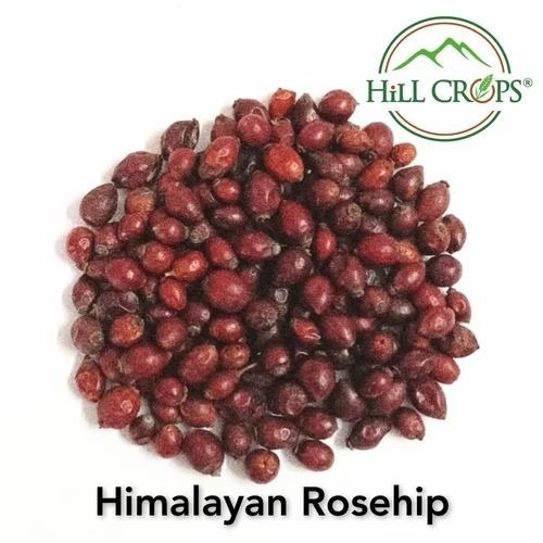 Himalayan Rosehip/ Rosa Canina