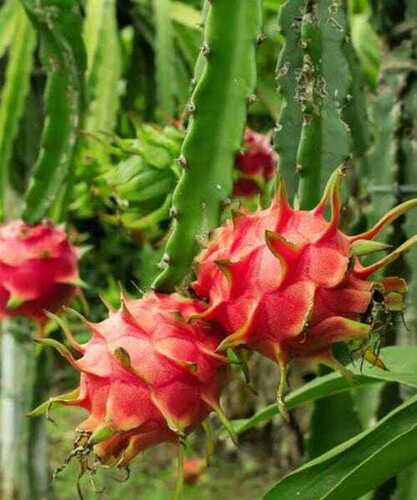 Red Dragon Fruit Plant  - Shelf Life: 2 Week