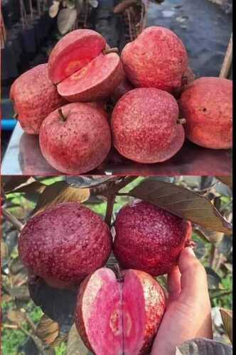 Red Guava Fruit