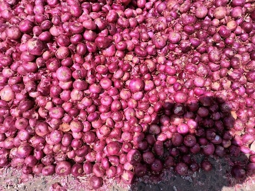 Red Onion