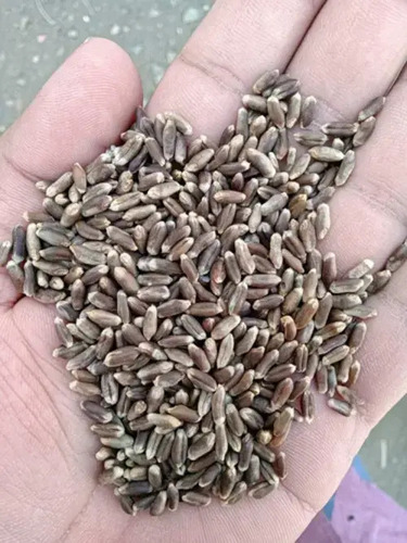 Wheat Seeds