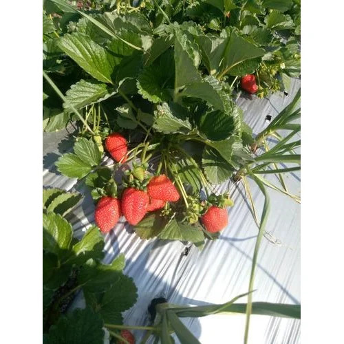 Fresh Strawberry - Cultivation Type: Common