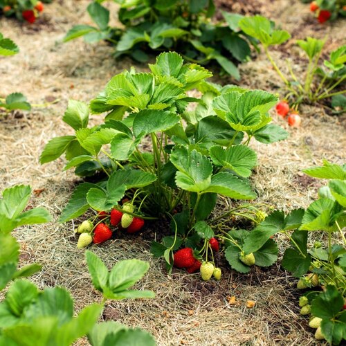 Outdoor Strawberry Plant - Shelf Life: 3 Week