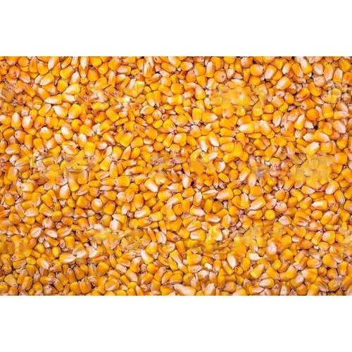 Corn Cattle Feed - Granule Form, Fresh Yellow Texture | Food Grade, Promotes Digestion, Contains Feed Preservatives