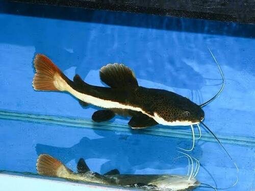 Live Aquarium Fish - Product Type: Decoration And Ornaments