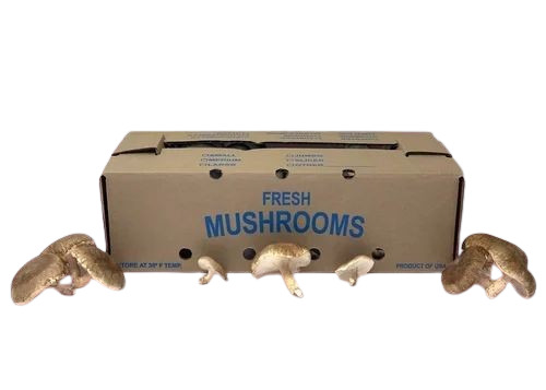 Mushroom Packaging Box - Paper Material, Printed Design, Brown Color | Eco-Friendly Alternative for Sustainable Packaging Solutions