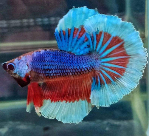 Blue Betta Aquarium Fish